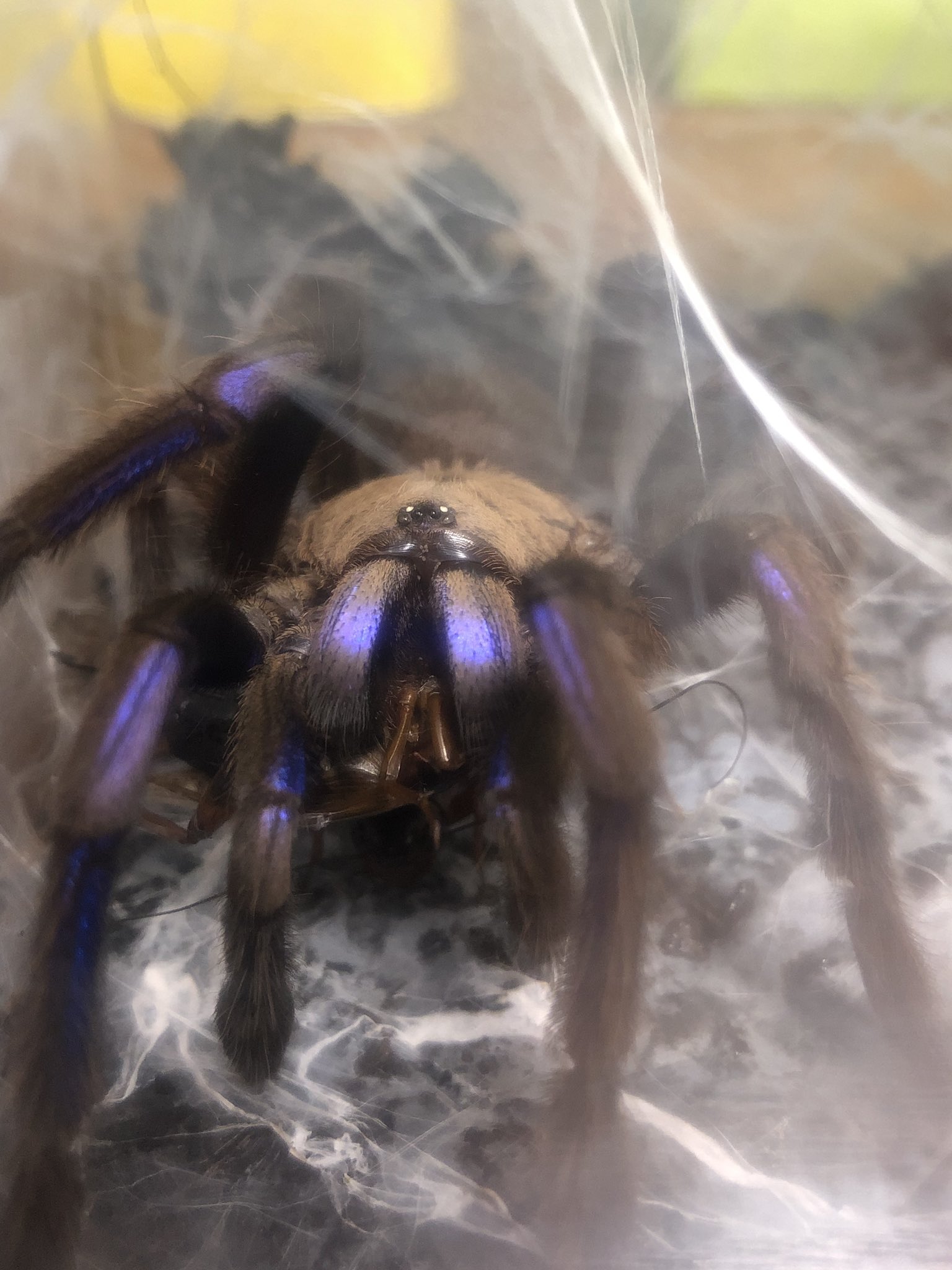 Arsenal ペットを愛でる気持ちはわかります しかしあなたが手にしているのはタランチュラ そう 毒蜘蛛です 海外ではよく触ってますよ と平気で言いますが であれば海外移住検討されてみては如何 T Co Jerix66grp Twitter