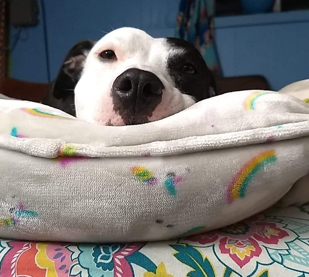 bloop_blorp's tweet photo. The sweetest shmoop https://t.co/sPKZLoylE1