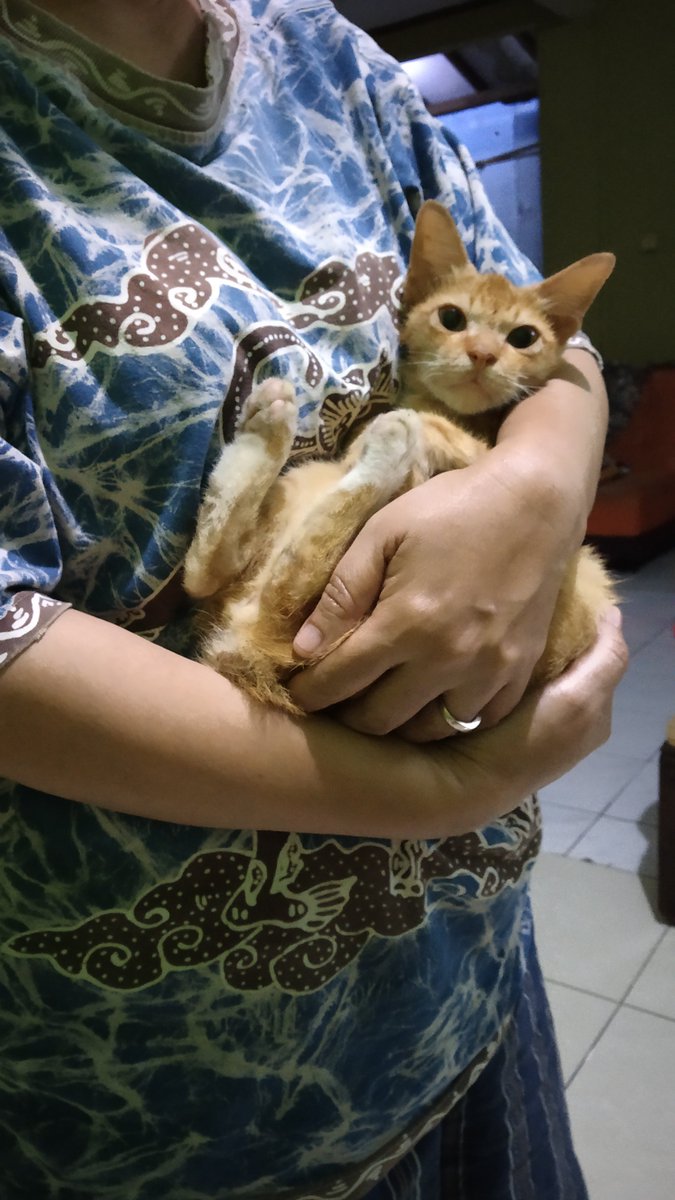 tiarrabul's tweet photo. RIP bundel. Maafin aku gak rawat kamu dengan baik. Kurang peka, mungkin sebenernya kamu udah sakit sebelum2nya. 

Semoga kita bertemu lagi ya, Bundel :") https://t.co/lBHih02OHR
