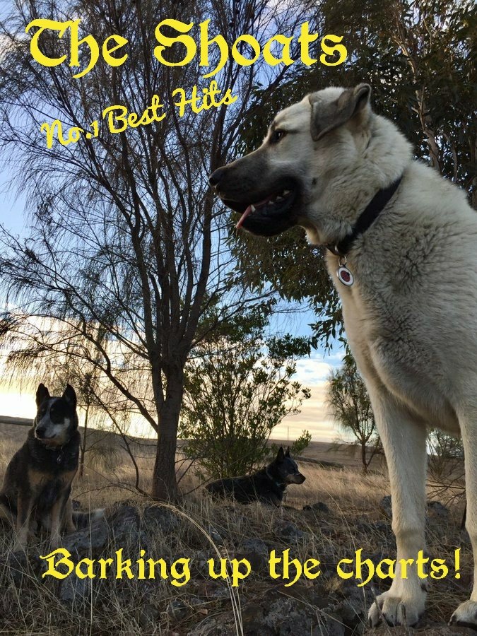 AgPeriUrban's tweet image. The Shoats, with their new album:
&apos;Barking up the charts!&apos;

All their No.1 Best Hits!
For one night only!

#DogsOfTwitter
#BandsofTwitter