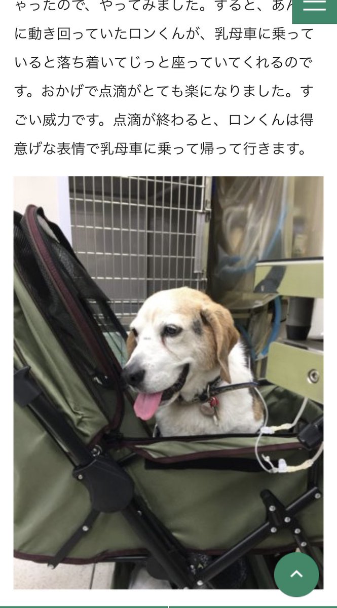 sb0yu0jp's tweet photo. もう20年くらいお世話になってる動物病院の先生が最近ブログを始めたらしく、さっそく御犬様について書いてくださいました🙌
先生のお陰でGWも元気に過ごせてます🙆‍♀️
4枚目は腎不全発覚前に撮った、もっと早く歩きなさいよって顔 https://t.co/96kgbo6zGi