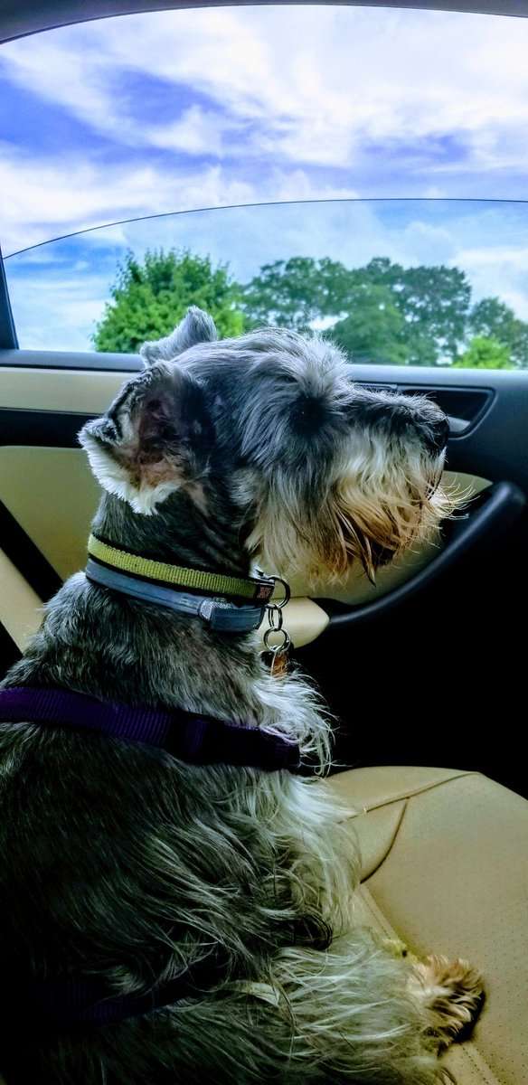 For age is opportunity no less
Than youth itself, though in another dress, And as the evening twilight fades away The sky is filled with stars, invisible by day. ~ Henry Wadsworth Longfellow 
#miniatureschnauzer #Toby #doggosoftwitter #dogsoftwitter  #HenryWadsworthLongfellow