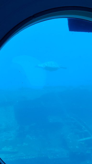 Went on a submarine dive today @bigp69696969 https://t.co/Ef6MBFSmT1<a class="tags" target="_blank" title="On Twitter" href="/?out=eyJ0eXAiOiJKV1QiLCJhbGciOiJIUzUxMiJ9.eyJpYXQiOjE3MjA5NDUwMzcsImlzcyI6InR3cG9ybnN0YXJzLmNvbSIsIm5iZiI6MTcyMDk0NTAzNywiZXhwIjoxNzUyNDgxMDM3LCJyZWRpcmVjdF91cmwiOiJodHRwczovL3R3aXR0ZXIuY29tL2JpZ3A2OTY5Njk2OSJ9.KWD3Uuo4QyIDb5pqWlMpnmpoTbSHwKcHeHY1Txpq8wDTyUuOb2BrkOLPm3g6gnWgF86i3ZOJRFEYrigOlHN6KA">@bigp69696969</a><a href="/tag/adameveavn2019"class="tags"><span>#adameveavn2019</span></a>