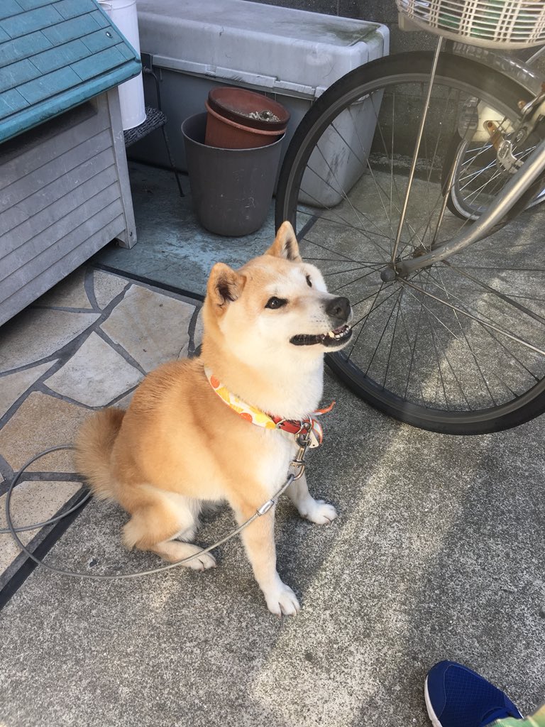 犬連れ去り 犬連れ去り
