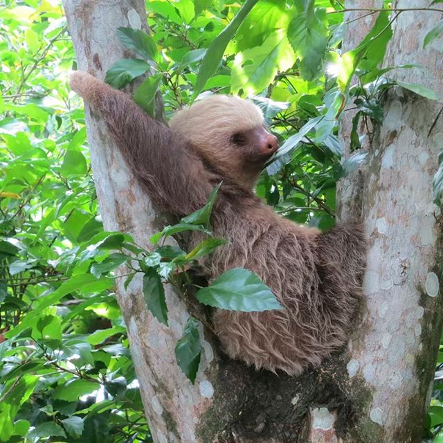 PerkySloth's tweet image. Dear tree, 
You are my new best #friend. 
You give the best hugs 🤗
#bestie #FridayFeeling