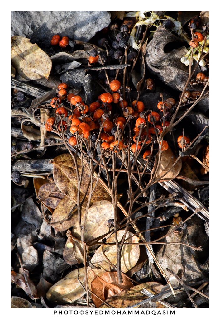 EvolveLeadLove's tweet image. In the end everything has to return to God ....beautiful red fruits of Chamrod have fallen on golden leaves ...they both have seen great days now they are becoming one with Aravalis which also are faced with extinction ...
#TreesOfDelhi #StoriesfromJungle #TreeStories