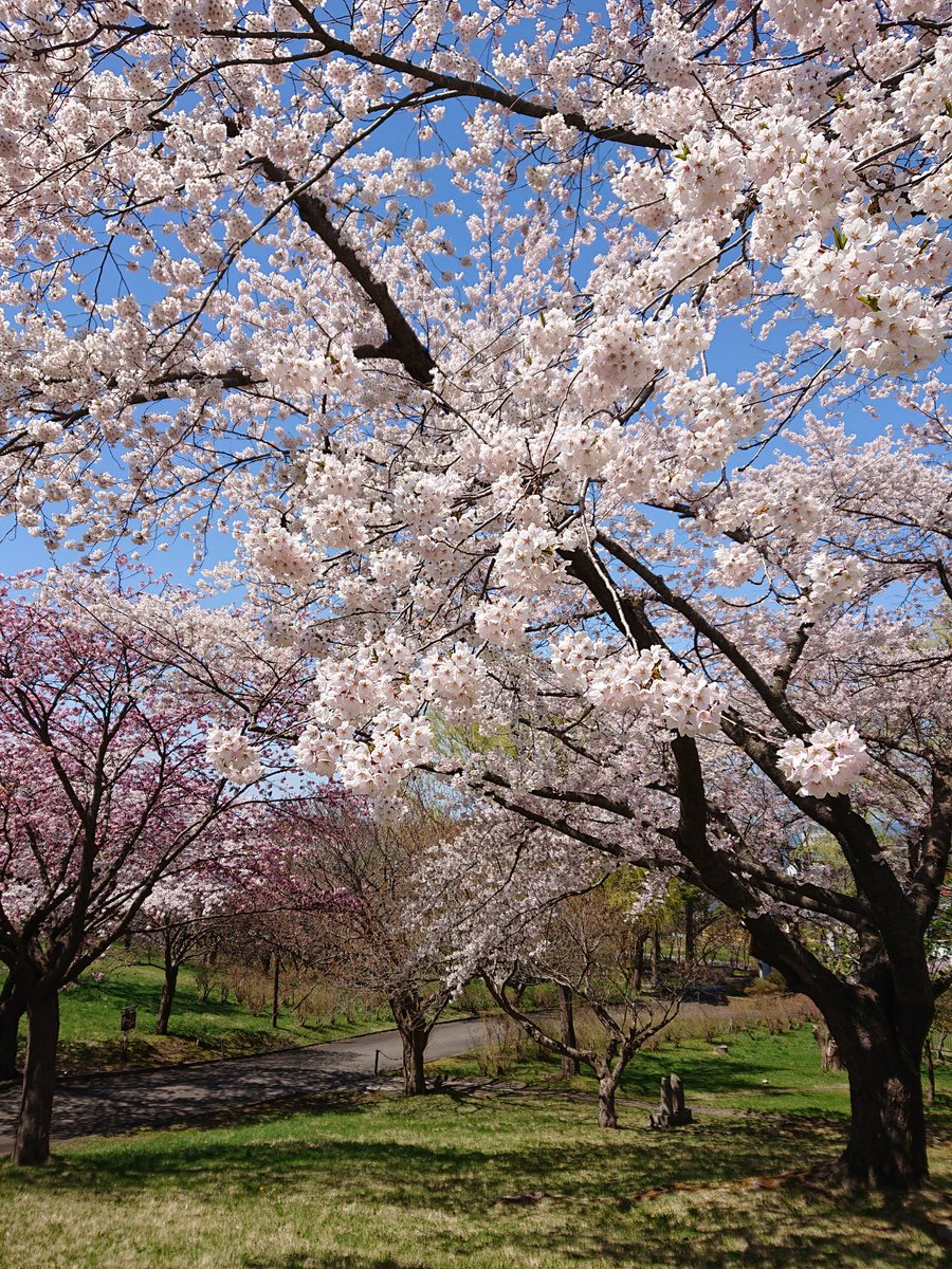 ゆき ゆき 道南の森町の道の駅まで 来ました 桜 が満開ですよ 桜 北海道 森町桜まつり キリトリセカイ エクスペリア Zx3 ゆき ゆき 道南の森町の道の駅まで 来ました 桜 が満開ですよ 桜 北海道 森町桜まつり キリトリセカイ エクスペリア Zx3