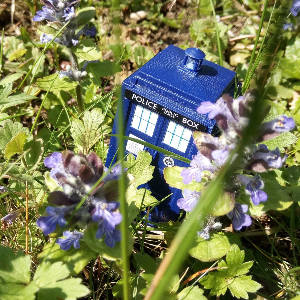 Iltu123's tweet photo. Moin moin :)
#doctorwho #TARDIS #toyphotography #drwho #doctorwhofans #flowerpower #inourgarden #biggerontheinside #HomeForWhovians #intimeandspace #whovians #inourgarden #intimeandspace https://t.co/3gAZnzYCt7