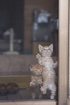 FeliniRocks's tweet photo. f🆔fubirai:20151113225141j:image #catimages #iLoveMyCat #cuteCats #kittens #cats #sweet #cuteKitten #catlover #crazycatlady #caturday #cutestKitten #purr #meow https://t.co/3oXlbmJdz7 https://t.co/gtNM0SjFDM