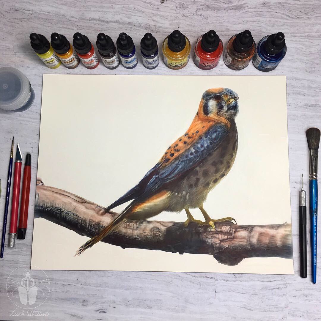 Here’s the American kestrel all finished. I based this piece on Parker, an avian ambassador for the Cascades Raptor Center. #scratchboard #americankestrel