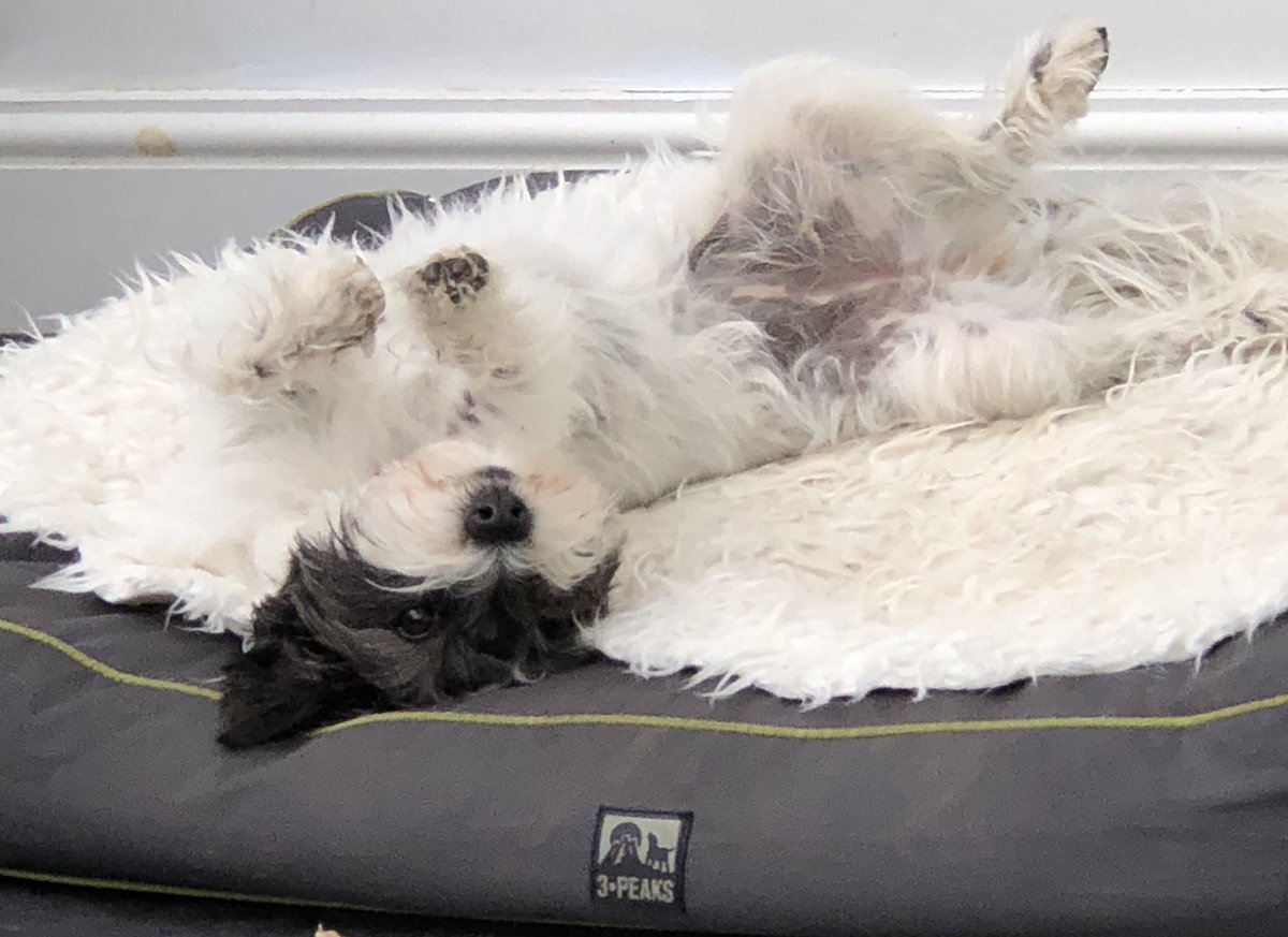 luciebowins's tweet photo. Happy Saturday folks #SaturdayMotivation #dogsoftwitter #mybeautifuldistraction https://t.co/Nj3rA7UsCf