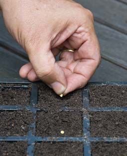 HTGVeg's tweet photo. Month-by-month guide to growing vegetables - May https://t.co/UomoAbGzQq https://t.co/p5QExUHEzt