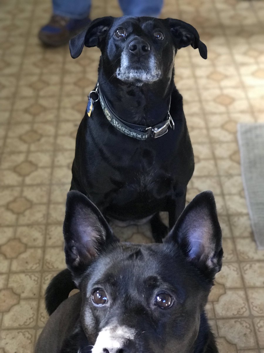 JillyG92's tweet photo. Benefits of being a morning person with two dogs who get to early: faithful companions whilst analyzing a dissertation. These two will get a thank you in the acknowledgement section...right after Beyoncé, Liz Phair, and alcohol #PrioritiesInCheck #DrGreenwoodTBD https://t.co/Zbm5C2W7vk
