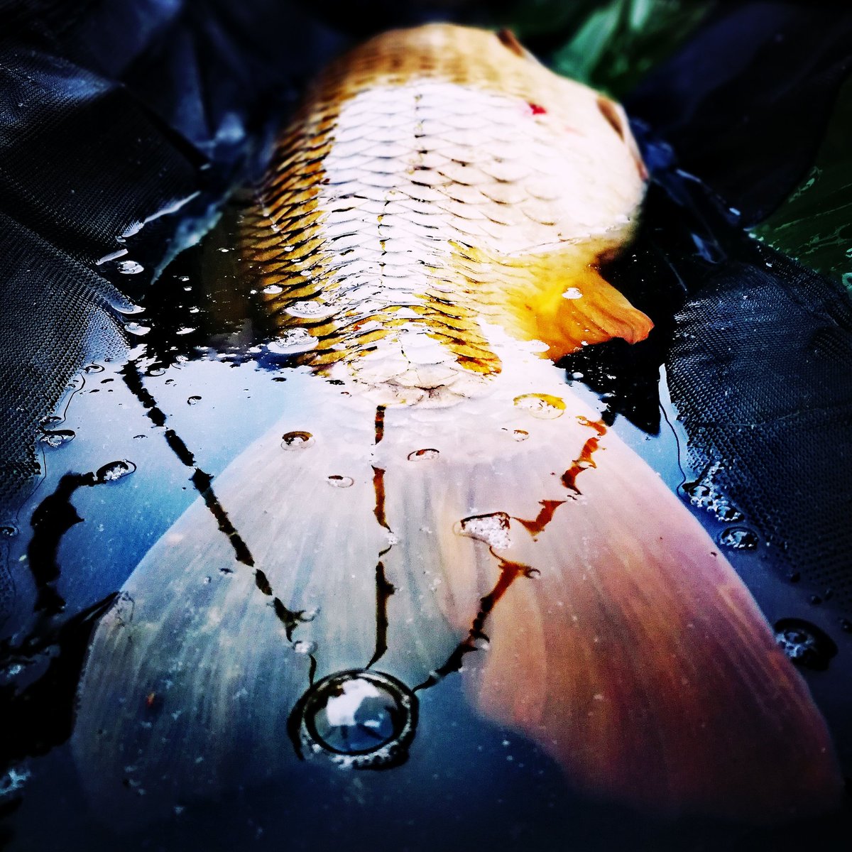 There lies a beast!
#poormansbivvylife