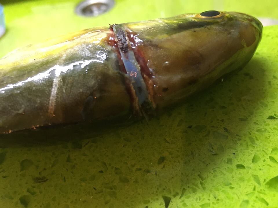 balasticleb's tweet photo. A fish caught by a fisherman in batroun #balastic https://t.co/59SUPpV7cI