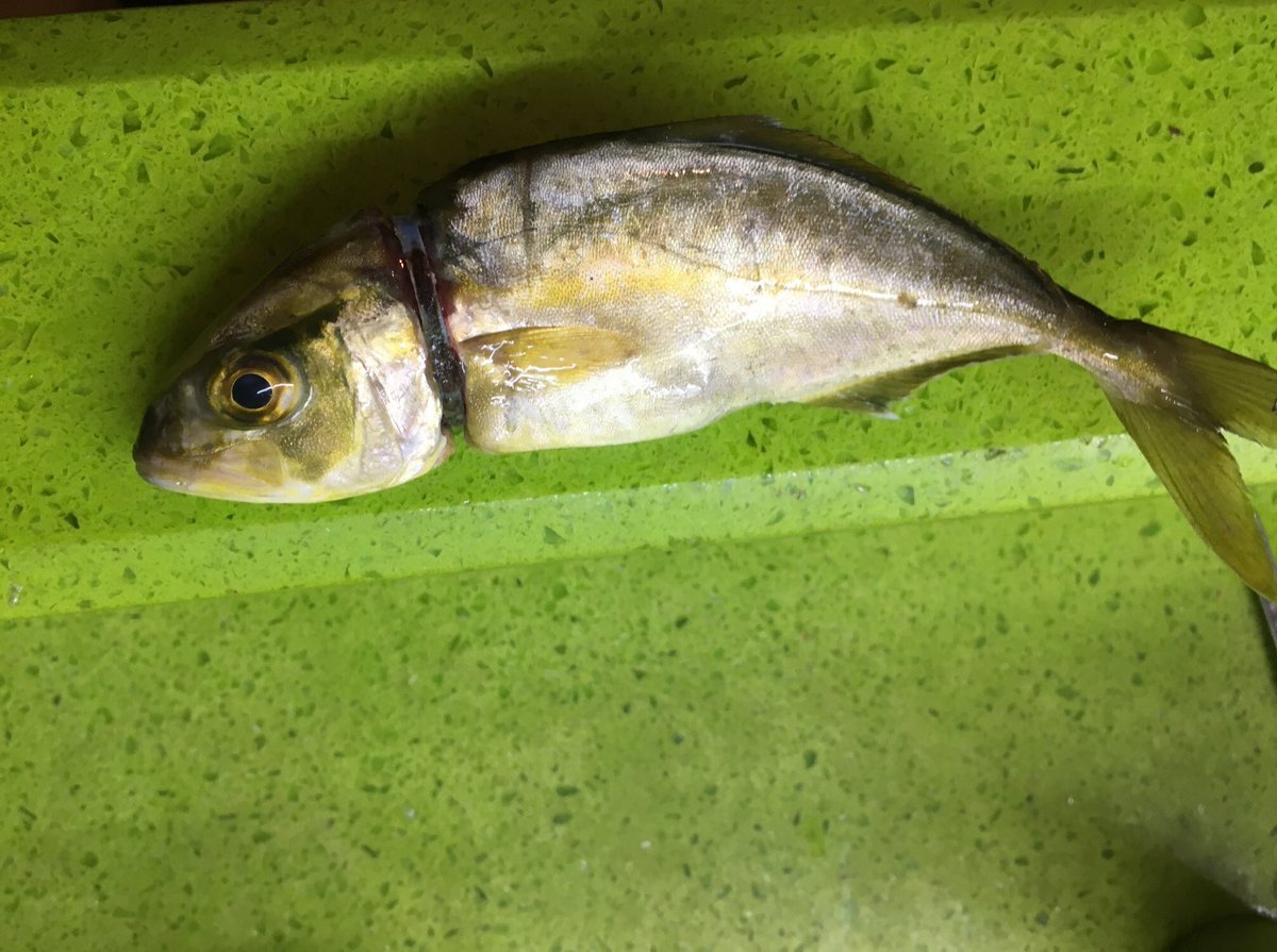 balasticleb's tweet photo. A fish caught by a fisherman in batroun #balastic https://t.co/59SUPpV7cI