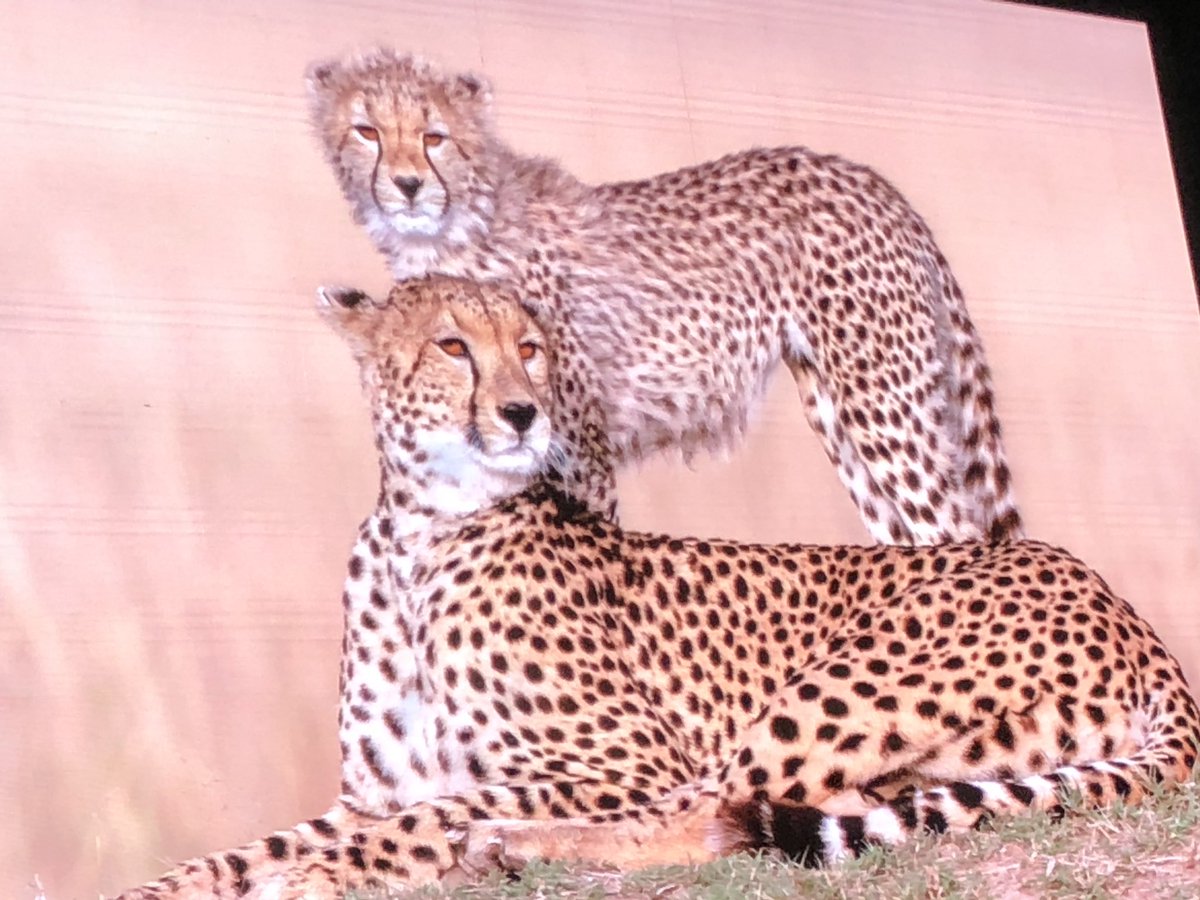 AbhijitBhaduri's tweet photo. Wildlife photographer Dinesh Kumble @dkumble tells us about patience in wildlife photography. Waiting for hours in the sun, holding still ... for that perfect shot. #Getpepped #Pep2019 https://t.co/ou0CY62cYP
