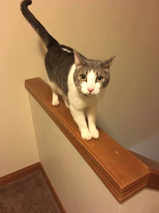 PetRecoveryYYC's tweet photo. FOUND tabby white cat came wandering into my home. I live in #WestPointe in #Cochrane AB
I have a dog and won’t be able to keep it for long. Anyone own this precious little one?
YYC Pet Recovery shared a post.
This cat came wandering into my home. I live in West Pointe in Co… https://t.co/BvTch46eje