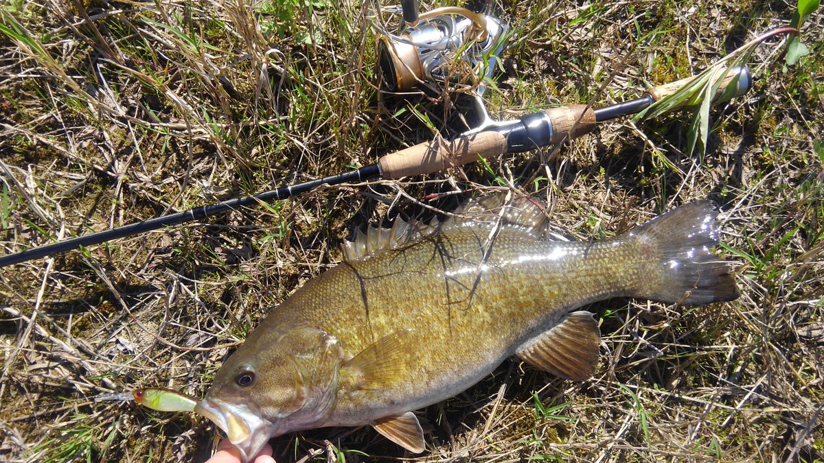 スティーズシャッド