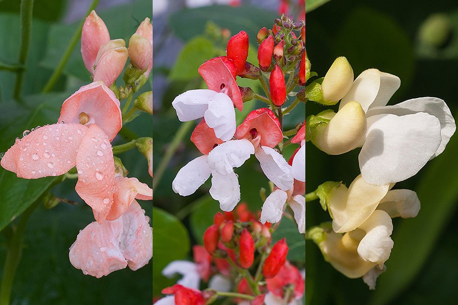 Graham_Rice's tweet photo. Runner beans for their flowers? Oh yes. Find out more on my Plant Talk blog for @mrfothergill today.

https://t.co/dQKO74JOV7

#runnerbeans #flowers #polebean #bean #ornamentalveg #looksgoodtastesgood #aurora #celebration #firelight #painted lady #snowdrift #StGeorge https://t.co/twkCgVPflB