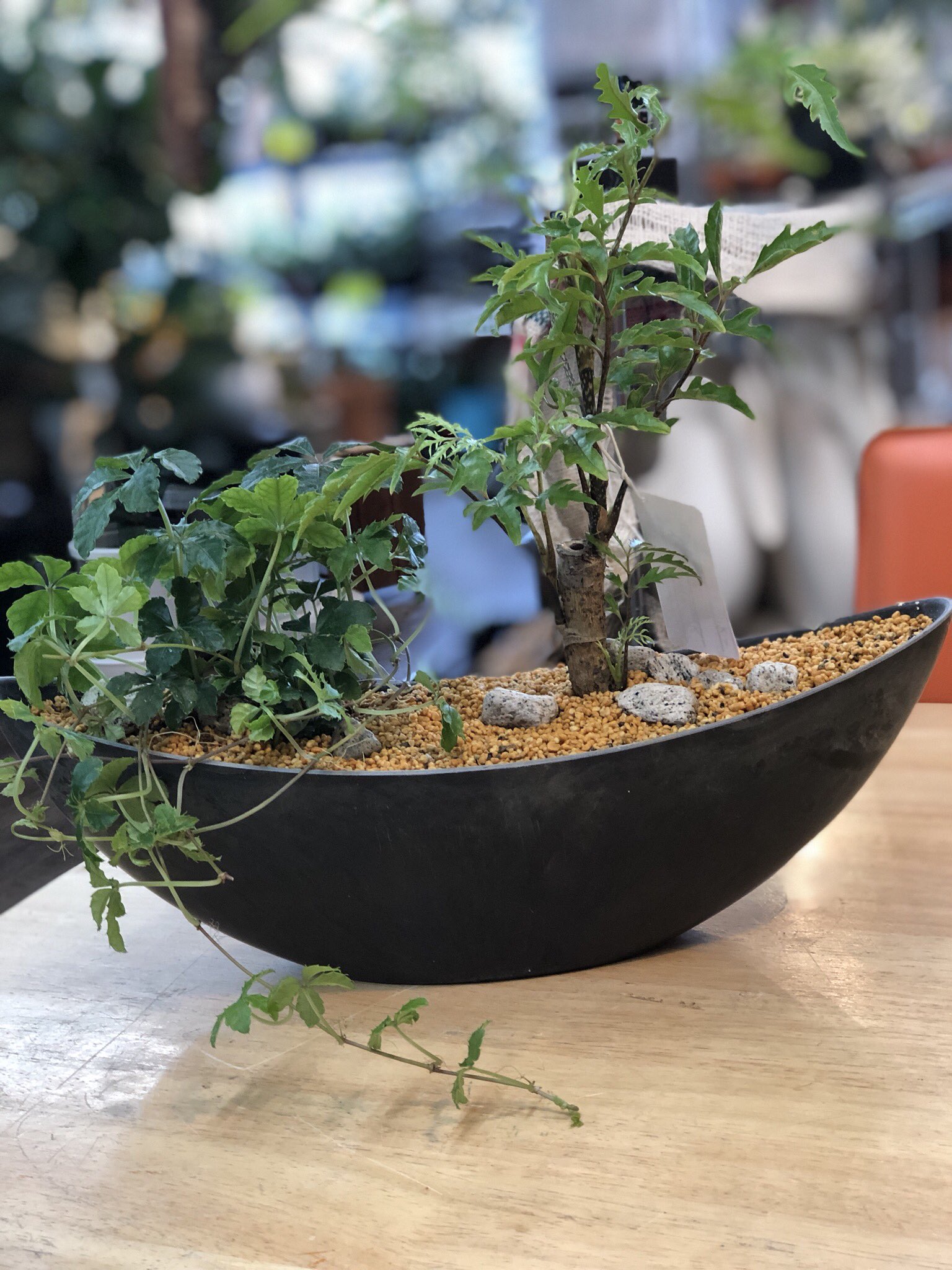 ファニープランツ 和風寄せ植え 第2弾 なんかこの器 いい感じです 夏に玄関におきたくなるような寄せ植えにしました Funnyplants 寄せ植え 観葉植物 和風インテリア インテリアグリーン T Co Qu2sdmg5vv Twitter