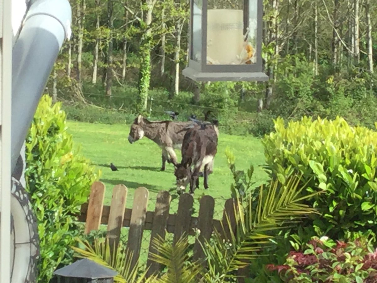 headlessly's tweet image. Jackdaws collecting the hair from moulting donkeys @PinkBunny66 #donkey #jackdaw #nature @BBCSpringwatch @ChrisGPackham @michaelastracha
