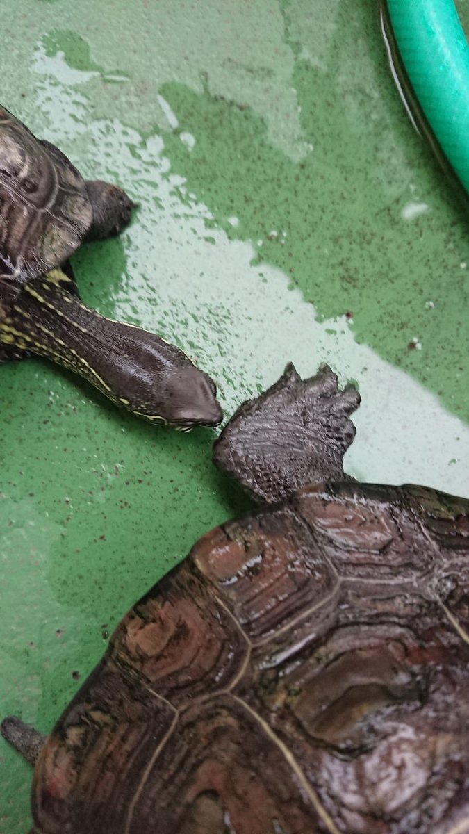 ふめ クサガメと趣味 カメぽの手足顔に求愛するコメぽ やはりスルーされている クサガメ