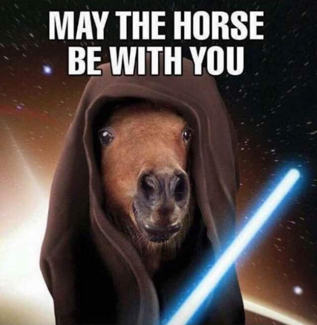 Happy Star Wars Day! 
#starwarsday #equithread