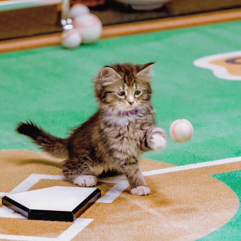Minhyun the cat tweet media