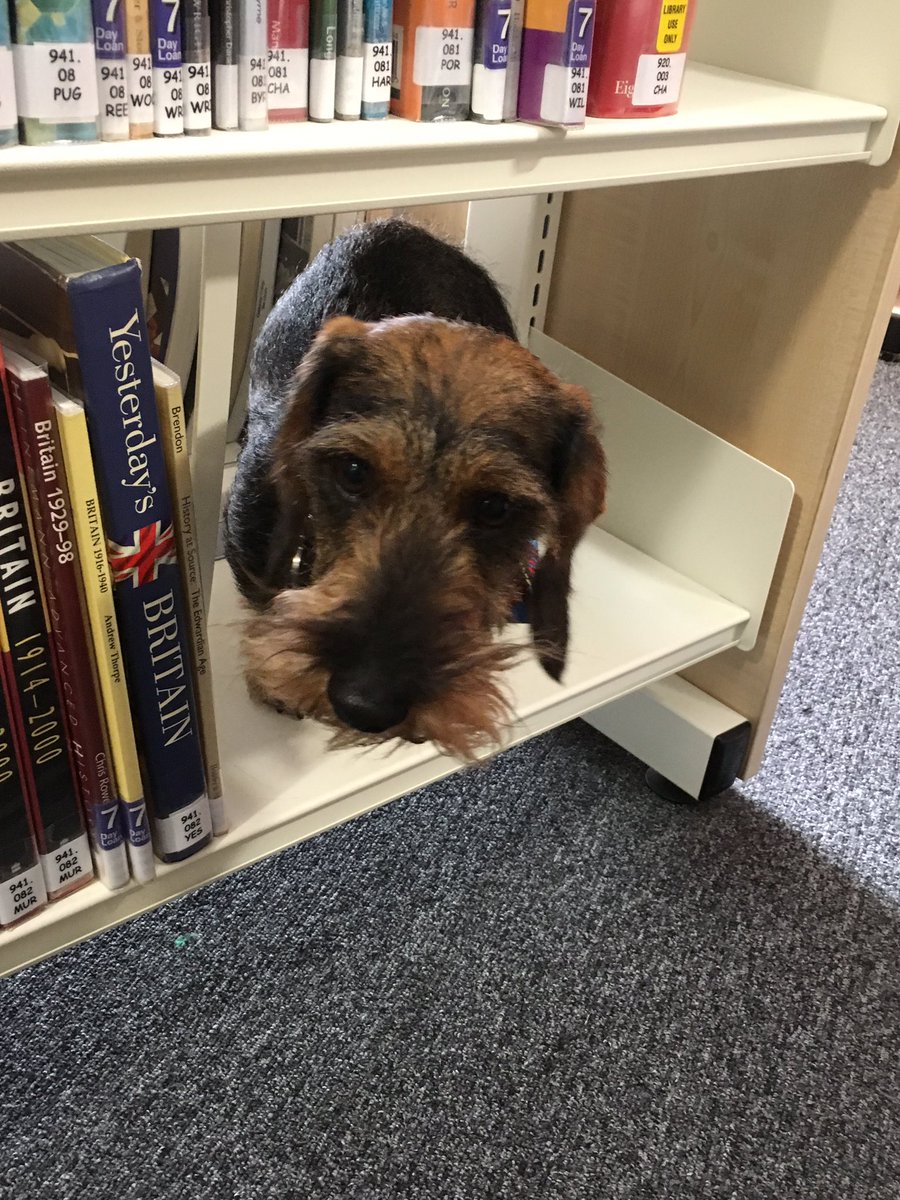 CcgLibrary's tweet photo. Turns out some of the team are camera shy. So may we present 50% of the staff... besides, the photos of @WSnosidge totally make up for it.
#SLGLibMayChallenge Day 4
#DogLibrarian
#LibraryDog
#FElibraries https://t.co/APjuvDkyxZ