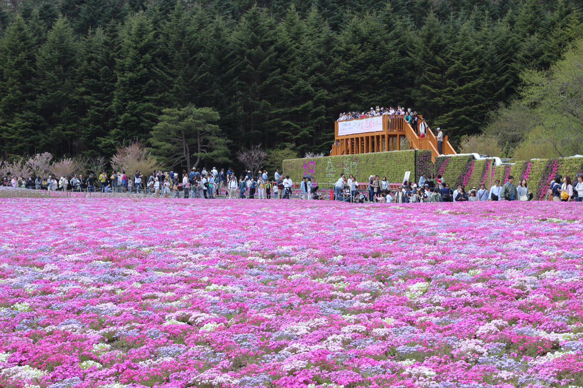AfGgh0h8sqic4tp's tweet photo. 芝桜祭すごい人だった😱💦
芝桜とても綺麗で天気も良く
とても気持ちが良かったです🥰🌸
ただ、富士山に雲がかかってしまったのは残念…😩‼️
でも
GW満喫しました☺️❤️

#GW #ゴールデンウイーク #富士芝桜まつり2019 #富士山 #芝桜 https://t.co/nFmXhXZuZe