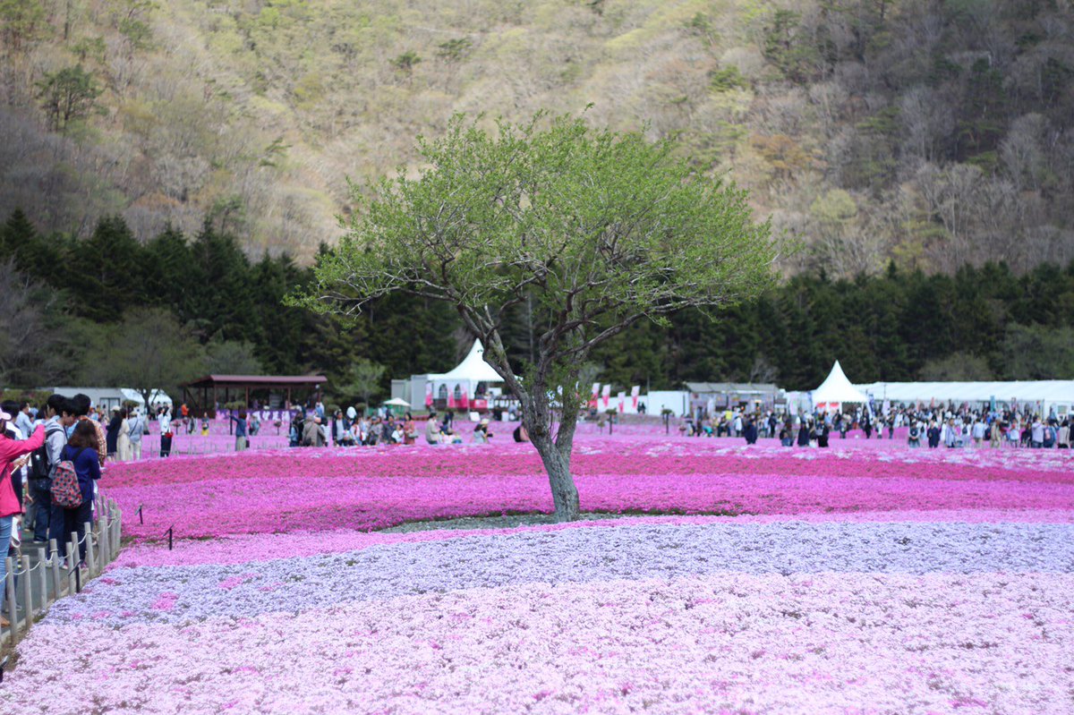 AfGgh0h8sqic4tp's tweet photo. 芝桜祭すごい人だった😱💦
芝桜とても綺麗で天気も良く
とても気持ちが良かったです🥰🌸
ただ、富士山に雲がかかってしまったのは残念…😩‼️
でも
GW満喫しました☺️❤️

#GW #ゴールデンウイーク #富士芝桜まつり2019 #富士山 #芝桜 https://t.co/nFmXhXZuZe
