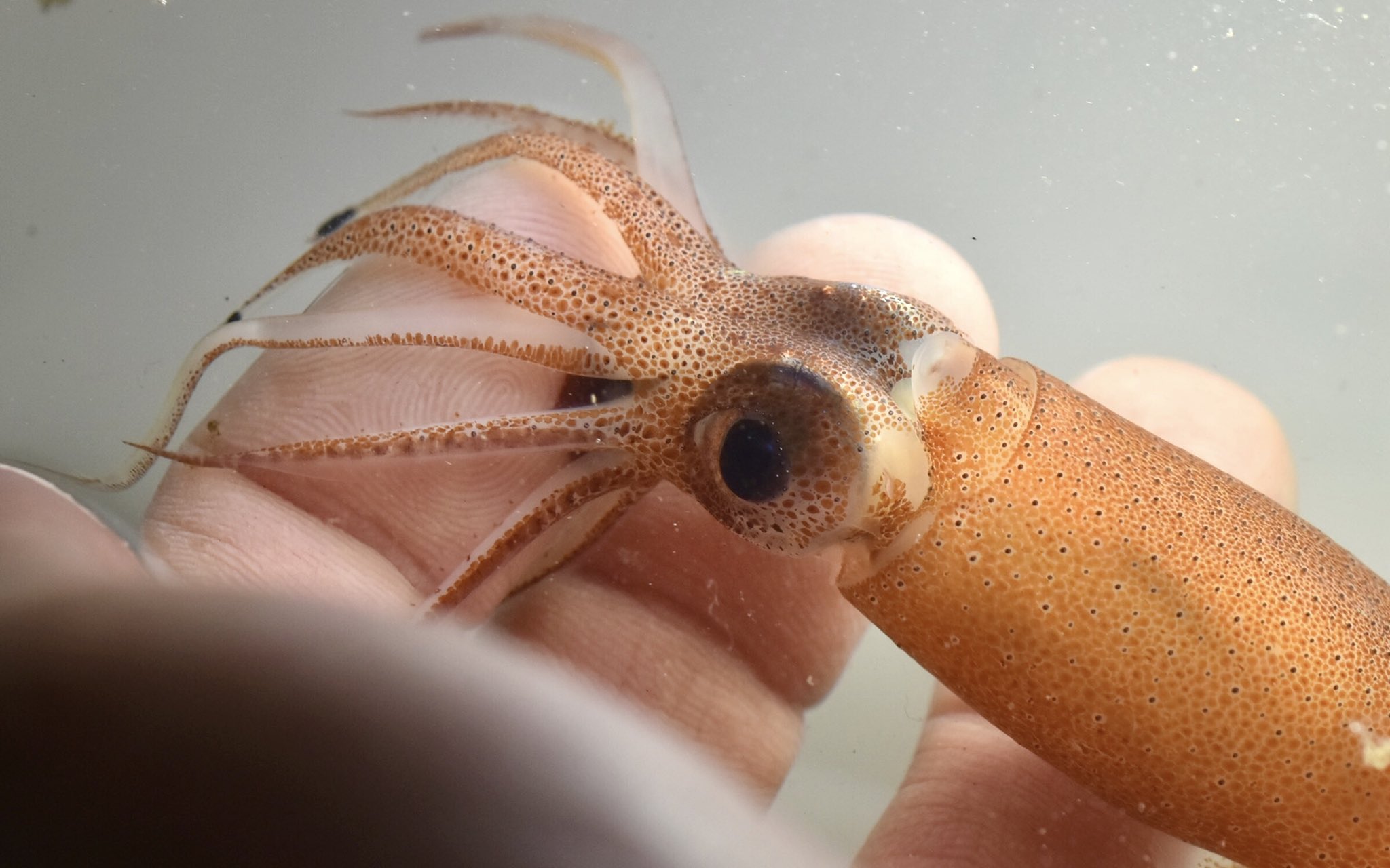 カルクウ ホタルイカ 素手で捕まえると指に巻き付いて噛まれる カミキリムシよりは痛くない程度で怪我するほどじゃない 写真はガシガシ噛まれてる最中 T Co S4fnnxwd Twitter