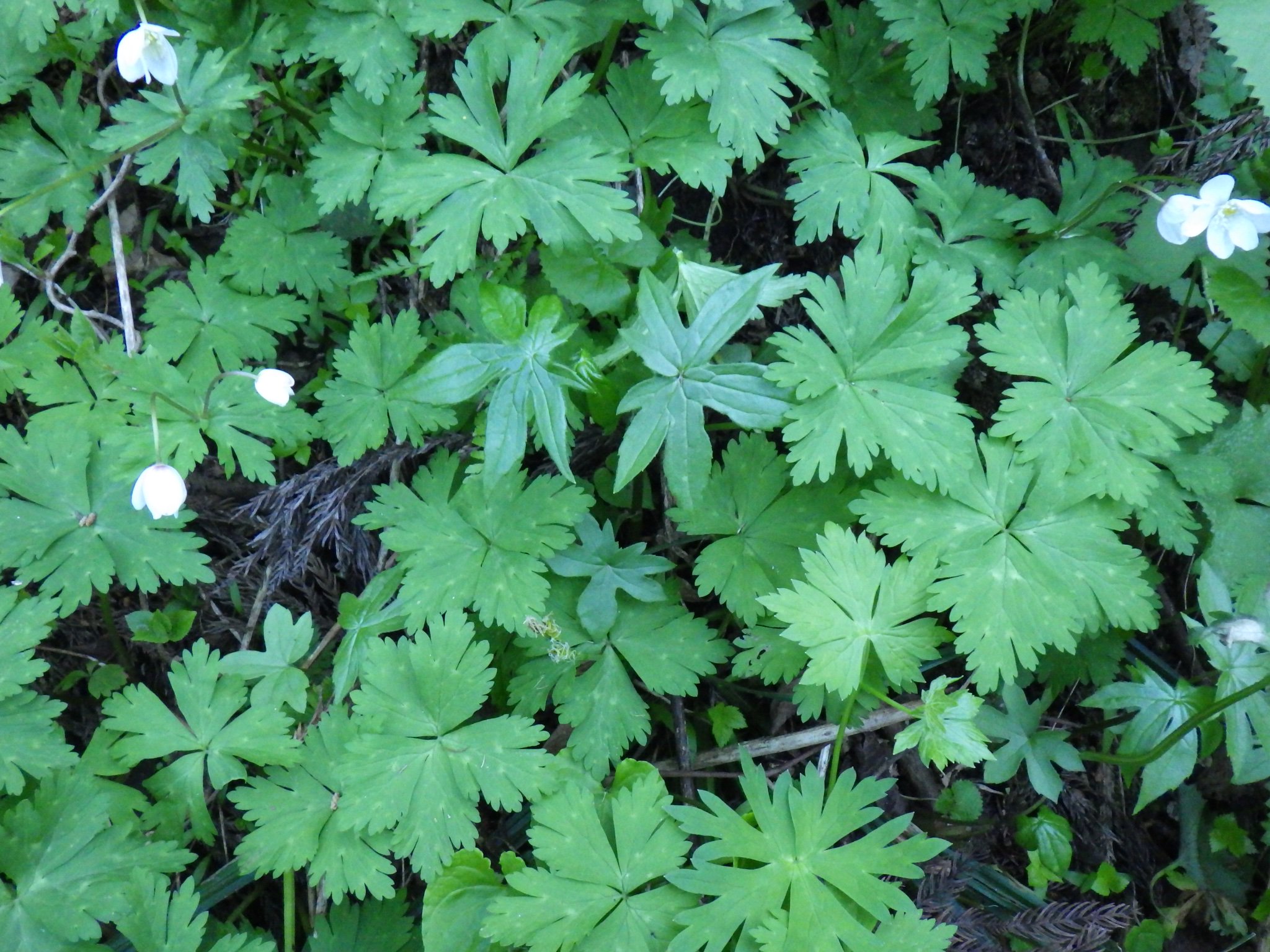 スーさん 今年もご一緒に トリカブトは若干 伸びてますけど 小さいトリカブトだとわかりずらいですね Yokote 山菜 毒草 T Co Jxpiqqp3gn Twitter