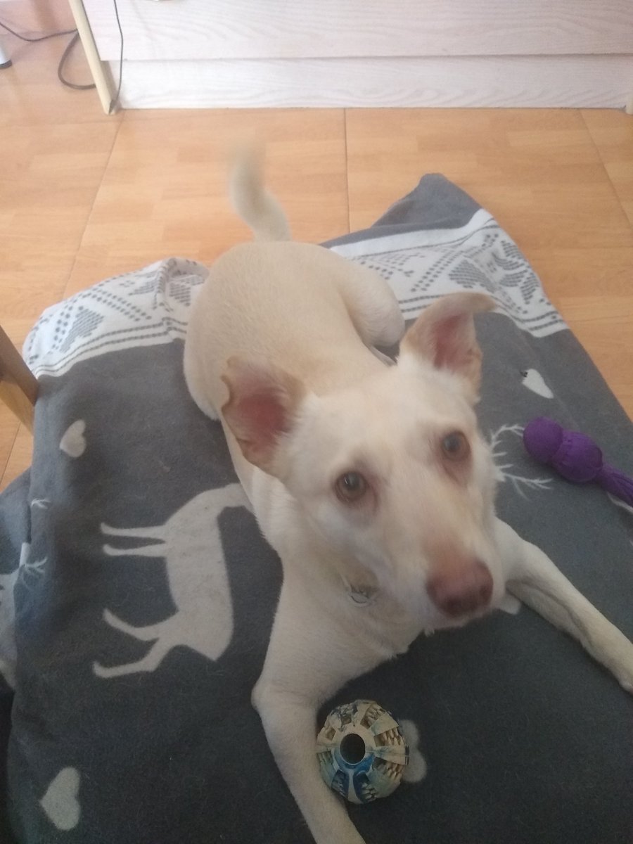 Alejabar_'s tweet photo. @shoggoth_roof Campo a través
Con mi buen perro fui 
Ladro mucho él https://t.co/gHF2yrRecI