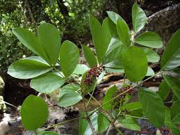 arbolespe's tweet photo. El #Manilo (Lonchocarpus stramineus) es un árbol autóctono clasificado por Pittier, son los llamados majomos o acacias, de largas florescencias terminales moradas de la familia Fabaceas, pariente del famoso Balche árbol sagrado maya no esta en el #parquedeleste https://t.co/NVX7C7sHPK