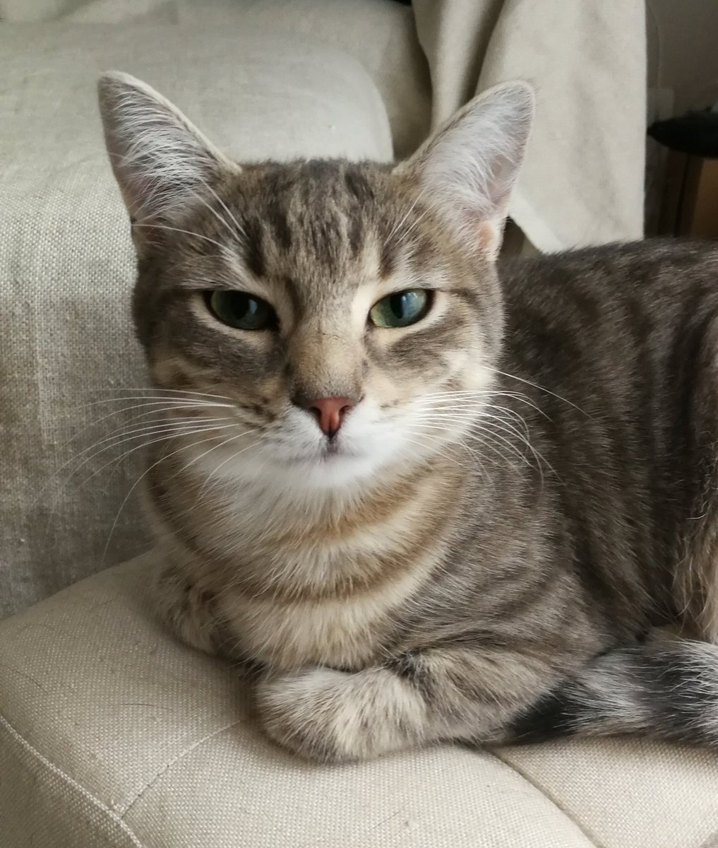 trottaround's tweet photo. Mimolette #Caturday #catsofparis https://t.co/tqB1kHZznM