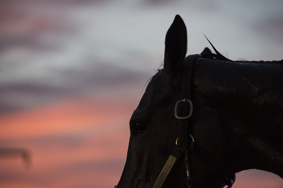 ChurchillDowns's tweet photo. Good morning and Happy Derby! 🌹🐎🏆 https://t.co/vAPitMa3ng