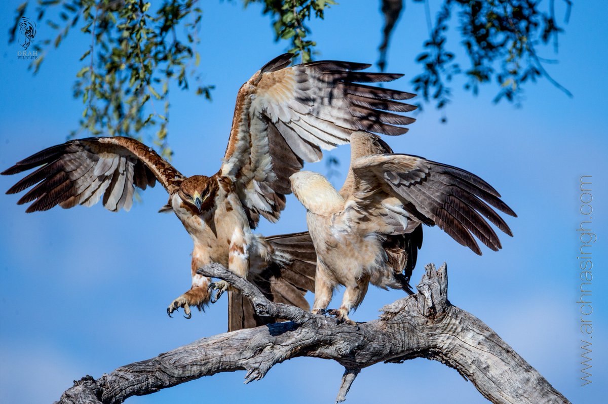 Tawny Eagles, Etosha National Park, Namibia, April 2019