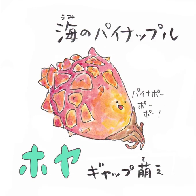 ホヤの赤ちゃんめっちゃ可愛い
#さかな四コマ #うおにい  #ホヤ 