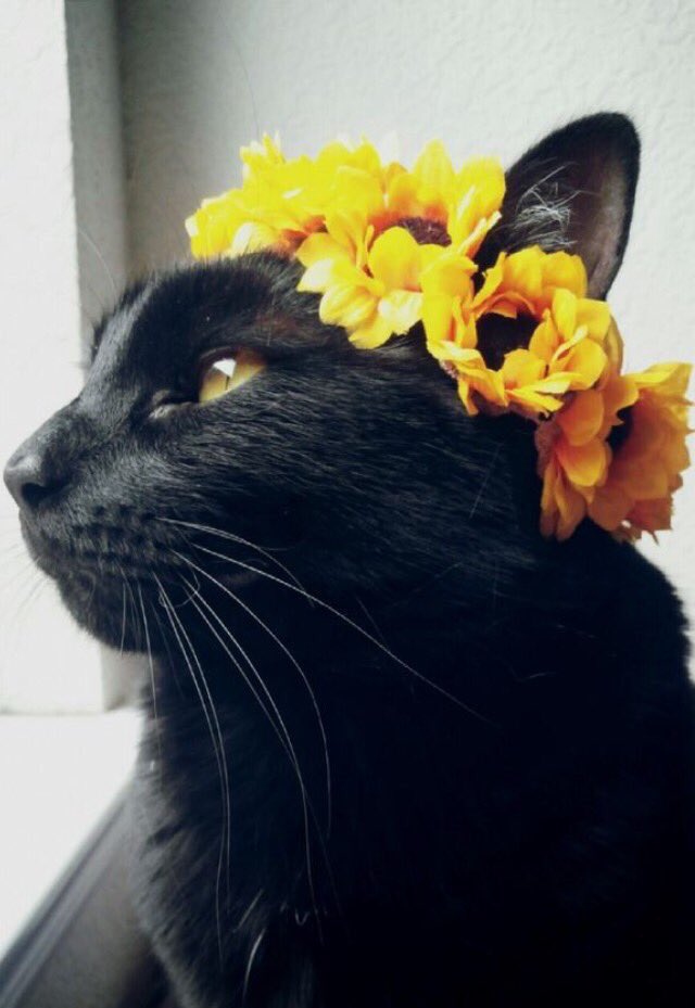 @Eng_Ali737 💕💜👼🏻🐯💜💕
Thank you dear friend.🌸🌸