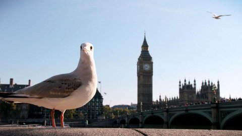 Unas Gaviotas hacen viral una grabación del tráfico en Londres
bestviral.es/noticias-viral…