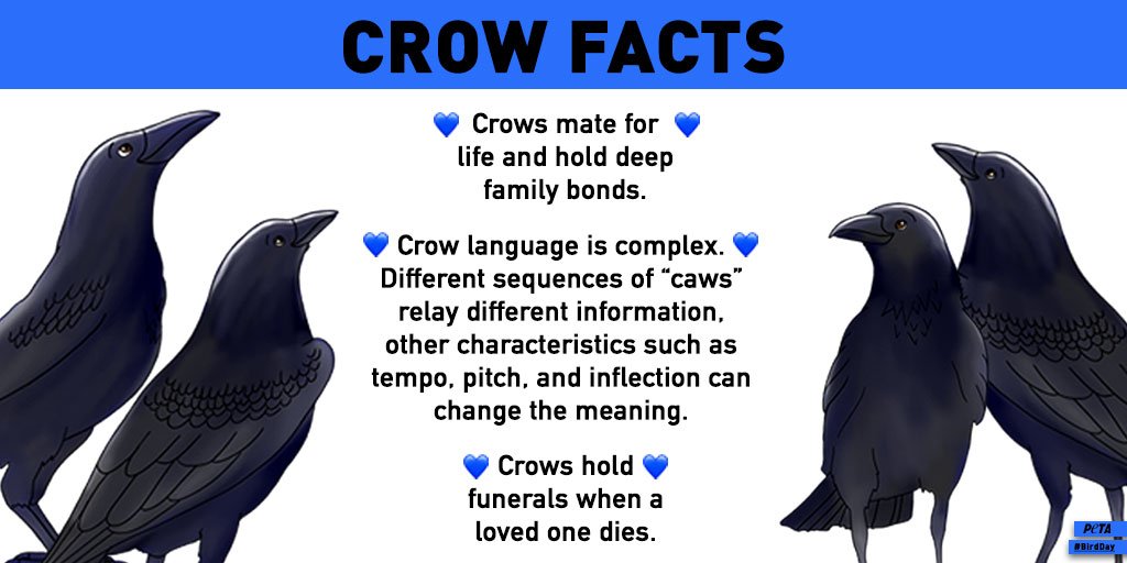 all about crow