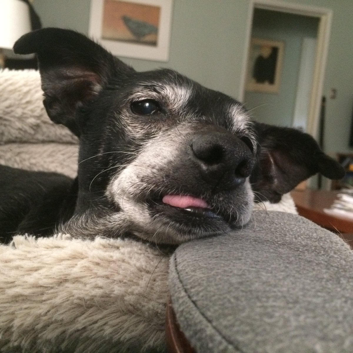 My Nick. #seniorpupsaturday