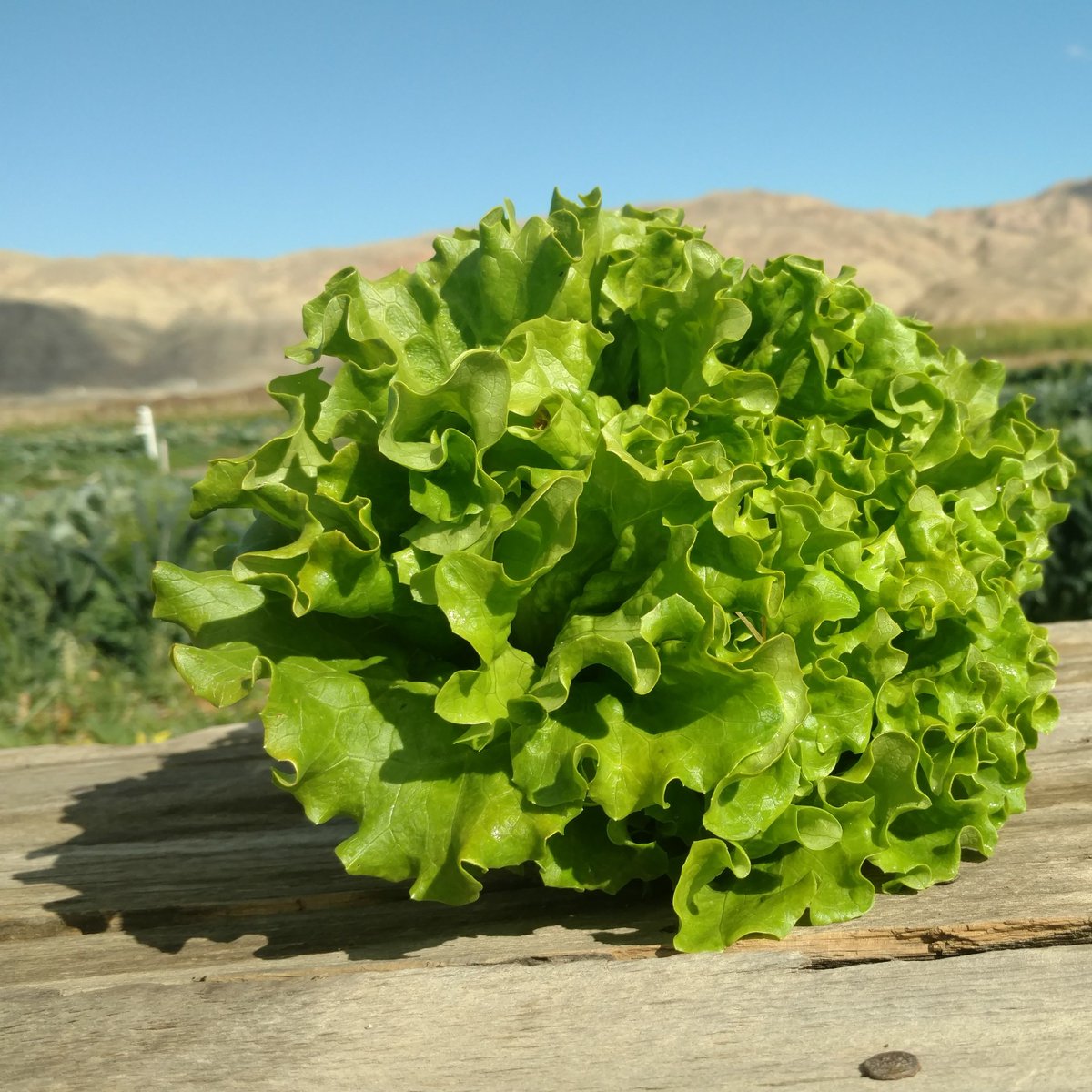 FarmTableWest's tweet photo. Yea baby! https://t.co/La04CbzuAU