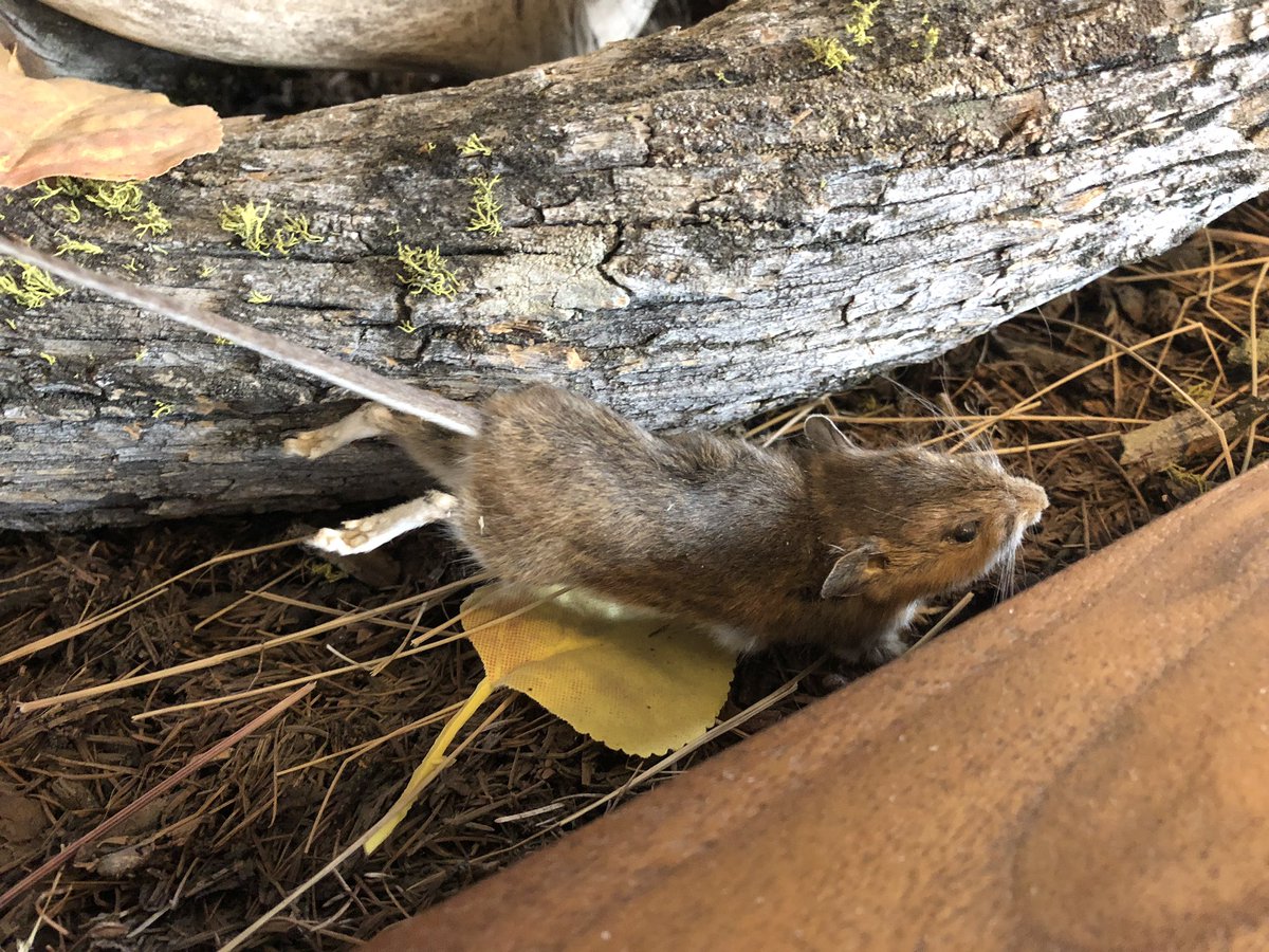 Spotted this little specimen on display a couple weeks ago while visiting the Fish and Wildlife Services office near Oravando, MT. I was out for a film shoot as part of the IWFF Labs program.
