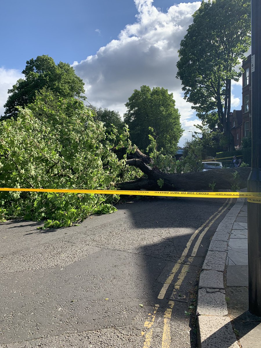 kterszak's tweet photo. Sad to see an old tree fall in the winds today in Chiswick. #fallentree #actonlane #chiswick #w4 https://t.co/n3PDbvVNbl