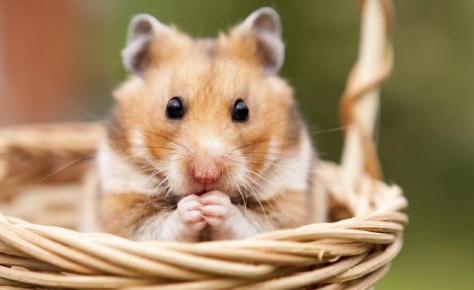 CentreVetes's tweet photo. Le saviez-vous ? Le hamster est un rongeur qui dort le jour et est plutôt actif la nuit. De plus, si la température environnante descend en-dessous de 10°, il se met souvent en hibernation partielle jusqu’à ce que la température soit plus agréable. https://t.co/BNvKxu5qRg