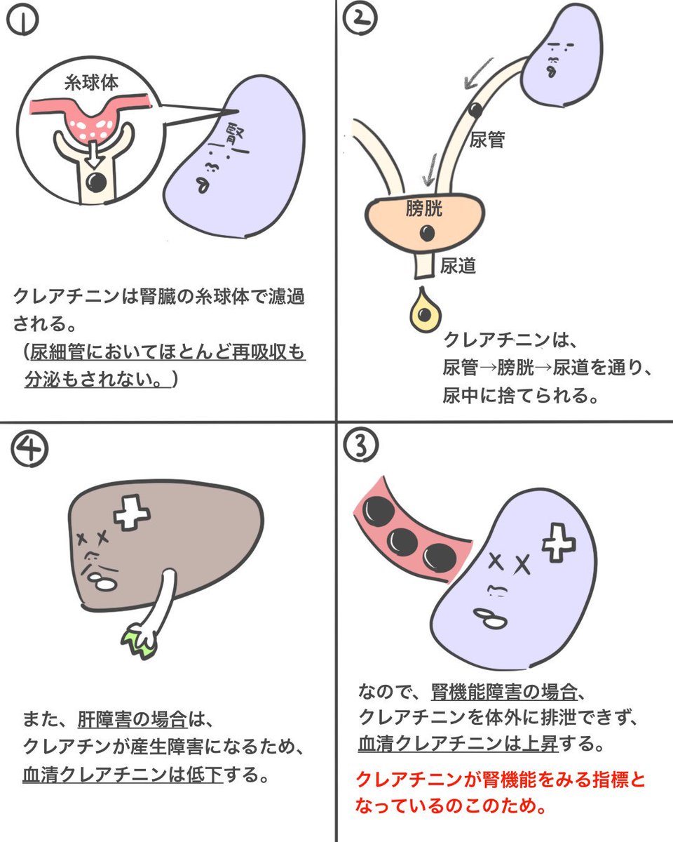 ゴロ 解剖生理イラスト 漫画で分かる 血清クレアチニン クレアチン クレアチンリン酸 クレアチニンが ごっちゃになっている人へ 自分で言うのも何ですけど 結構 わかりやすいと思う