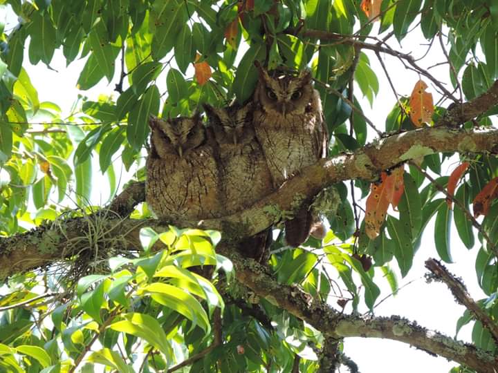 PoliciaStander's tweet photo. #ProtecciónTurismo Desde el año 2017 la Policía de Turismo ha impulsado en Colombia el #GlobalBigDay, con el fin de contribuir a impulsar el turismo y conservación del ambiente. #YoProtejoLasAves https://t.co/RdP5RIb6zj